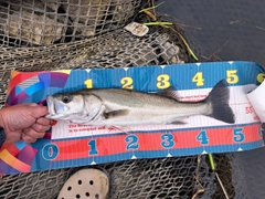フッコ（マルスズキ）の釣果