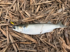 ボラの釣果