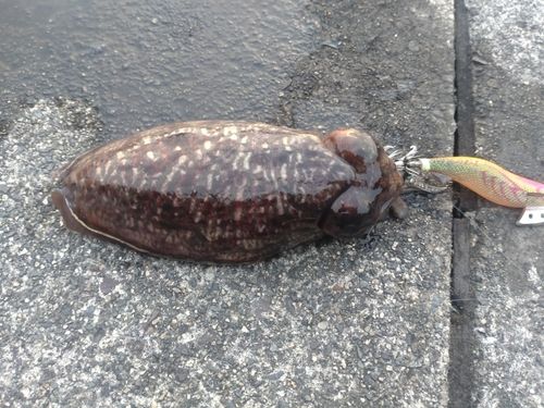 コウイカの釣果