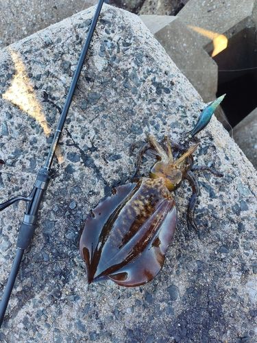 アオリイカの釣果