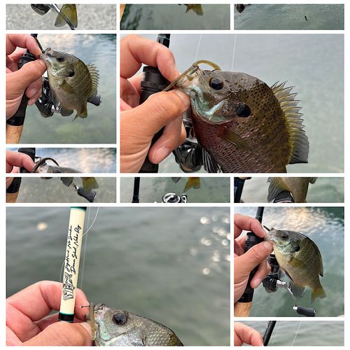 ブルーギルの釣果