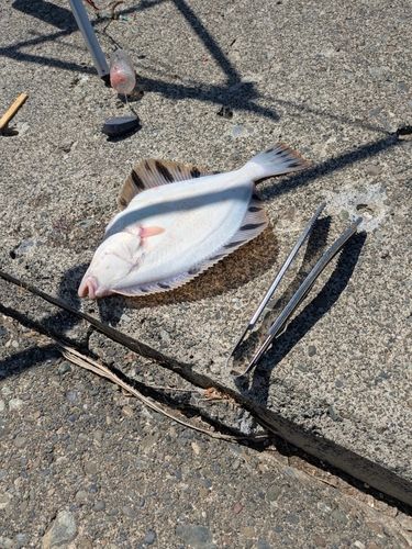 クロガシラガレイの釣果