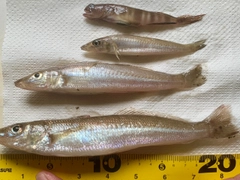 キスの釣果