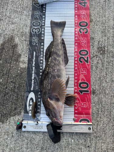 アイナメの釣果