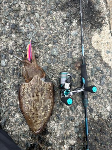 モンゴウイカの釣果