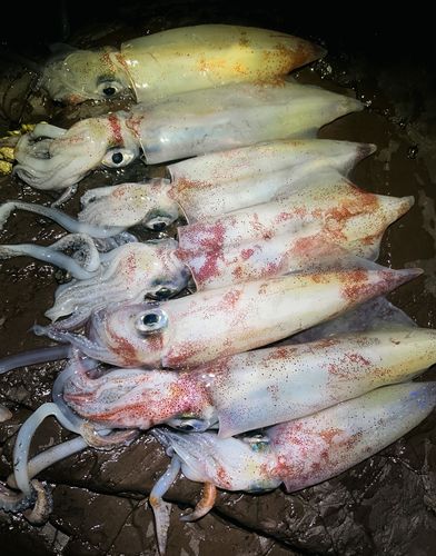 ケンサキイカの釣果