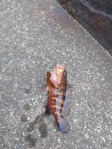 キジハタの釣果