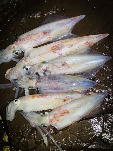 ケンサキイカの釣果