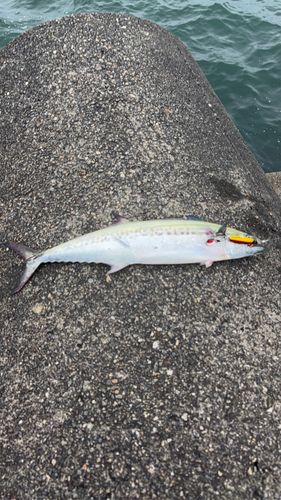 サゴシの釣果