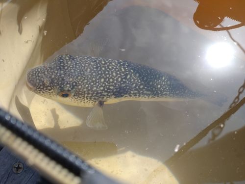 クサフグの釣果