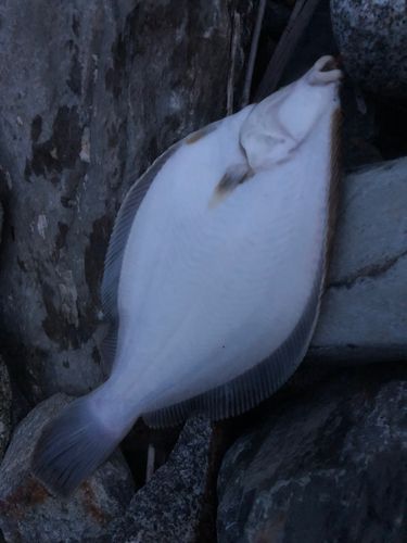 マコガレイの釣果