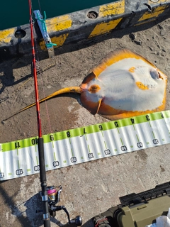 アカエイの釣果