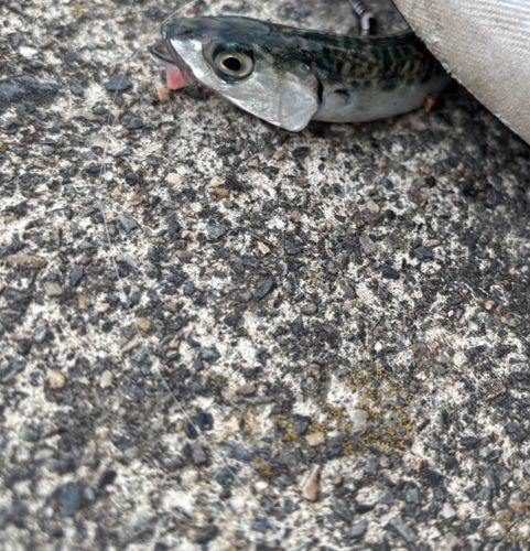 サバの釣果