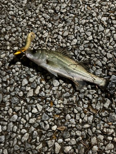 セイゴ（タイリクスズキ）の釣果