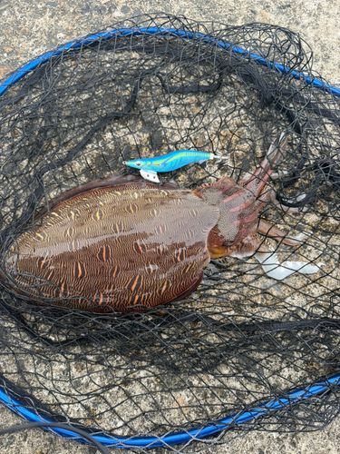 モンゴウイカの釣果