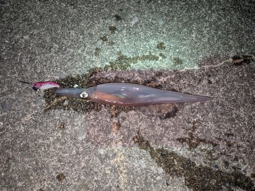 ヤリイカの釣果
