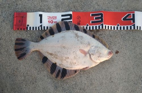 ヌマガレイの釣果