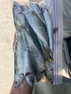 サバの釣果