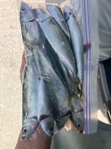 サバの釣果