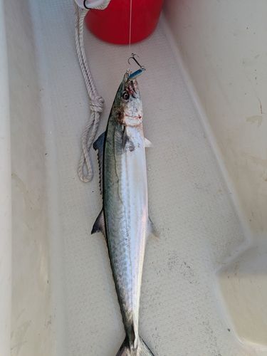 サゴシの釣果