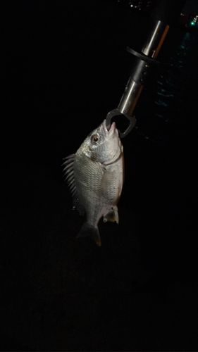 キビレの釣果