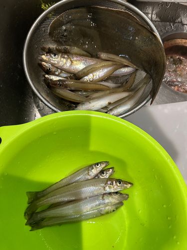 キスの釣果