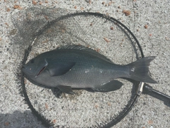 クチブトグレの釣果