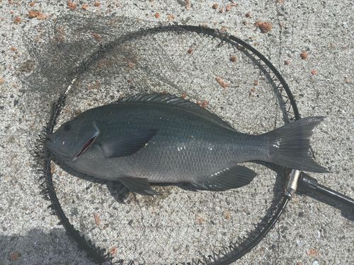 クチブトグレの釣果