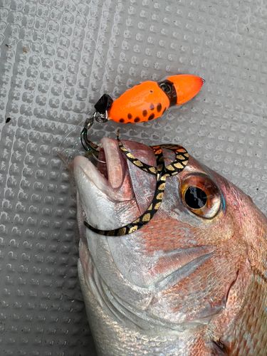 マダイの釣果