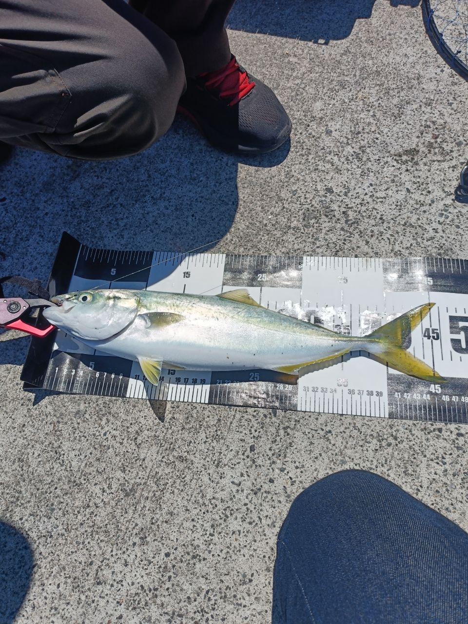 DAIWA 20ラテオ モバイル 90ML-4の最安値・インプレ・釣果 | 本音の