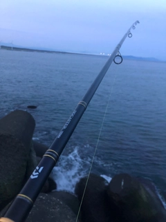 サゴシの釣果