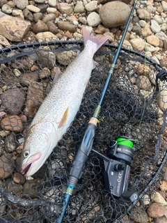 イトウの釣果
