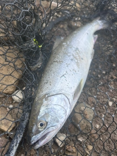 サクラマスの釣果