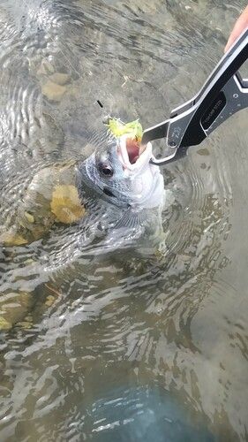 キビレの釣果