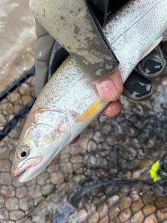 イトウの釣果