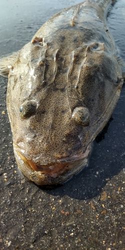 マゴチの釣果