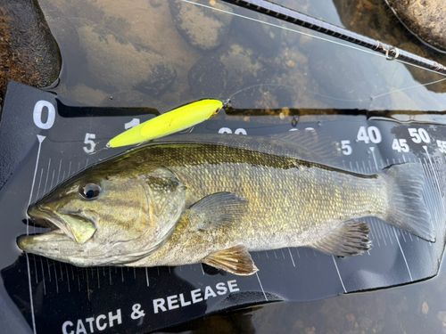 スモールマウスバスの釣果