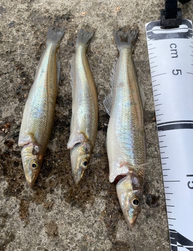 シロギスの釣果