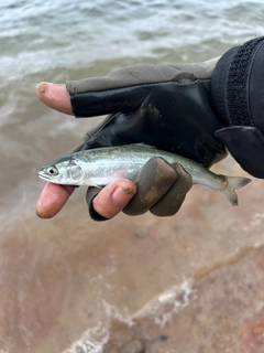 サクラマスの釣果
