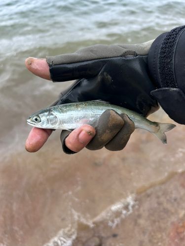 サクラマスの釣果