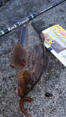アイナメの釣果