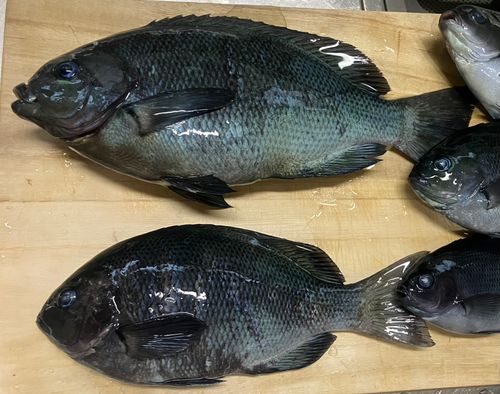 グレの釣果