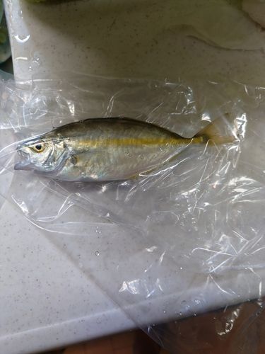 シマアジの釣果