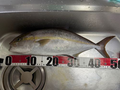 シオの釣果