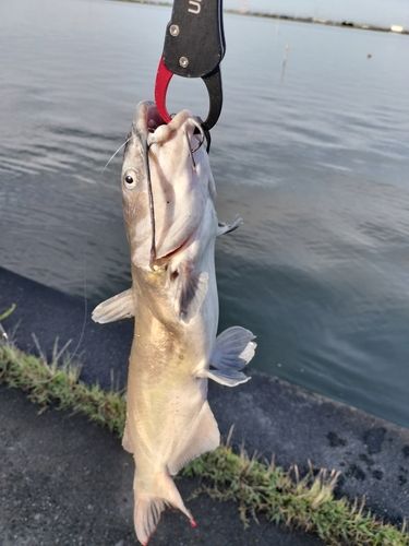 アメリカナマズの釣果