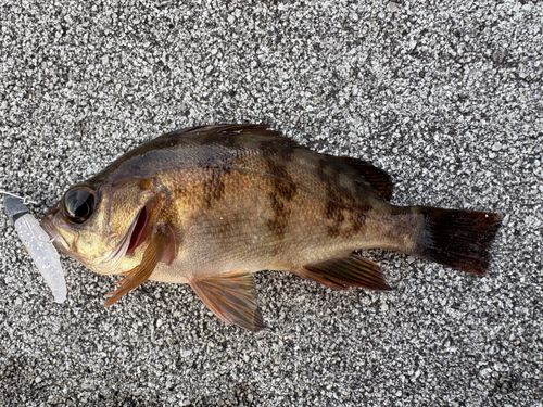 メバルの釣果