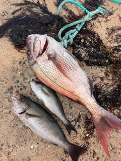 タイの釣果