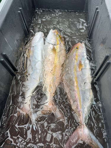 シオの釣果
