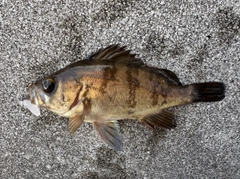 メバルの釣果
