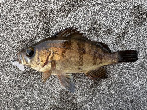 メバルの釣果